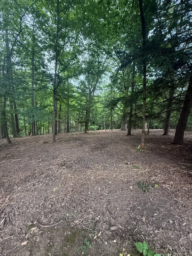 Open path cleared through woods