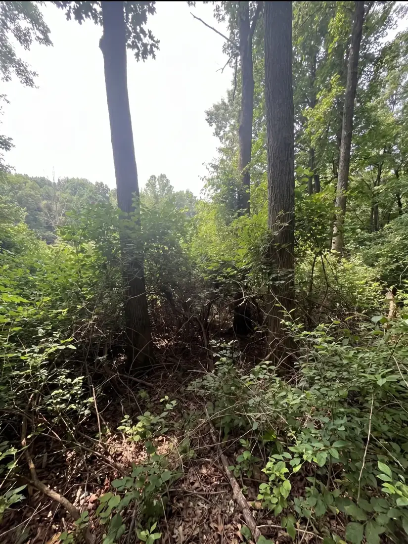 Dense brush and honeysuckle before clearing