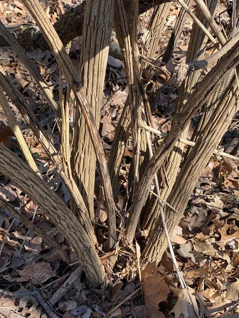 Shaggy, vertically ridged bark on older bush honeysuckle stems