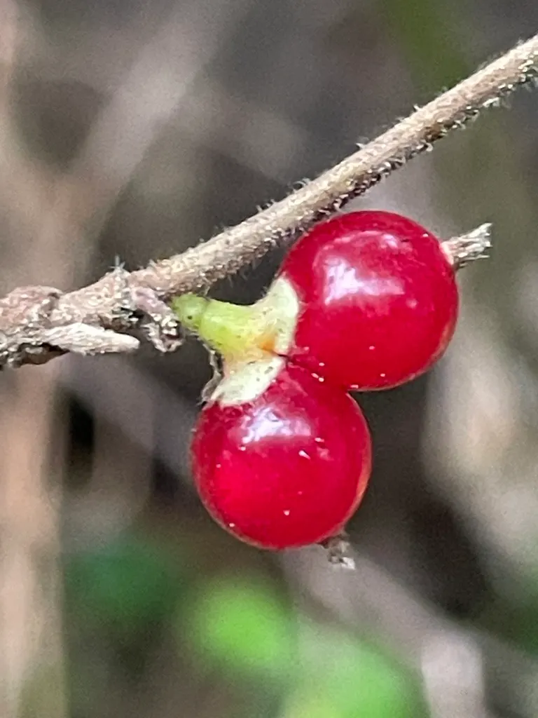 Pair of shiny red Amur honeysuckle berries on a bare twig in winter