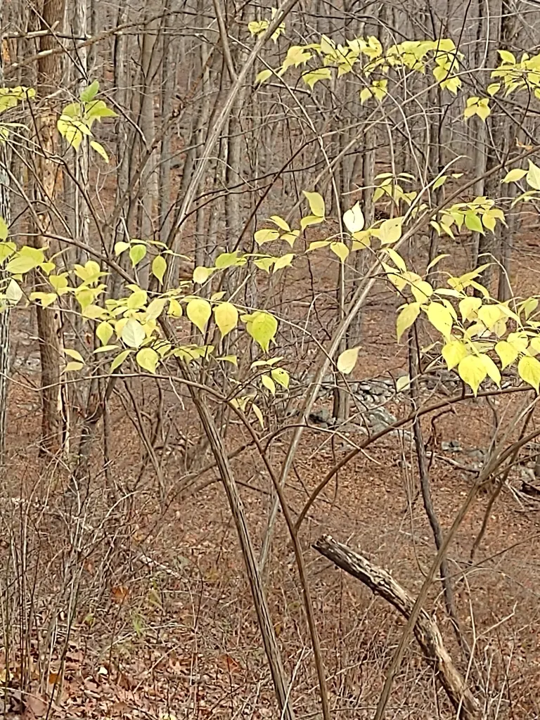 Bush honeysuckle still holding yellow leaves in otherwise bare late-fall woods