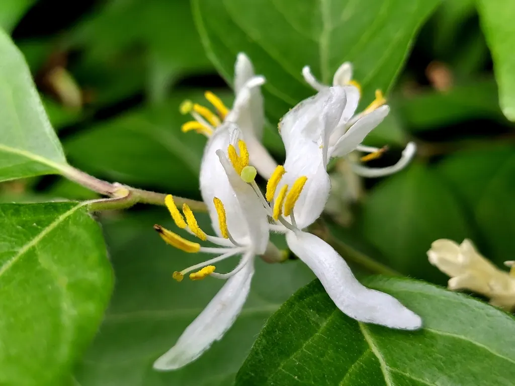 White and yellow paired tubular flowers on Amur honeysuckle
