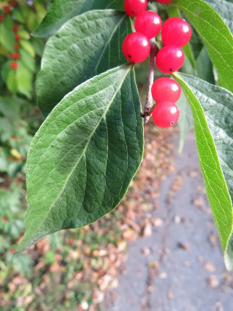 Amur honeysuckle branch with opposite, long-pointed leaves and red berries