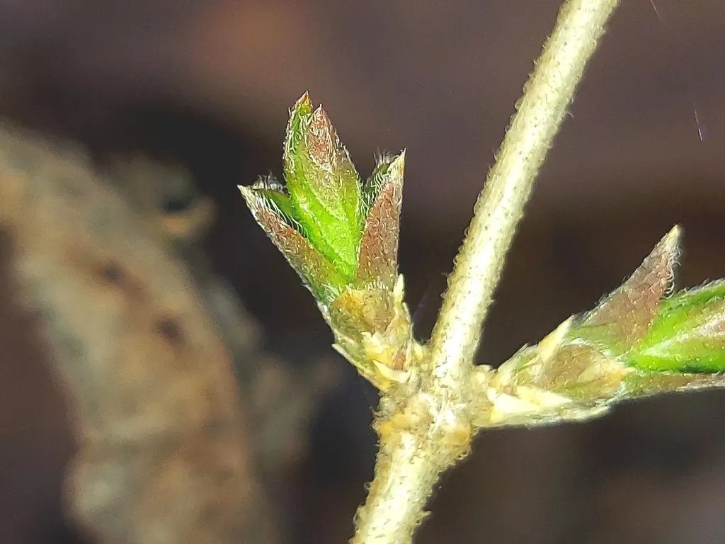 Early spring leaf buds opening on a bush honeysuckle twig