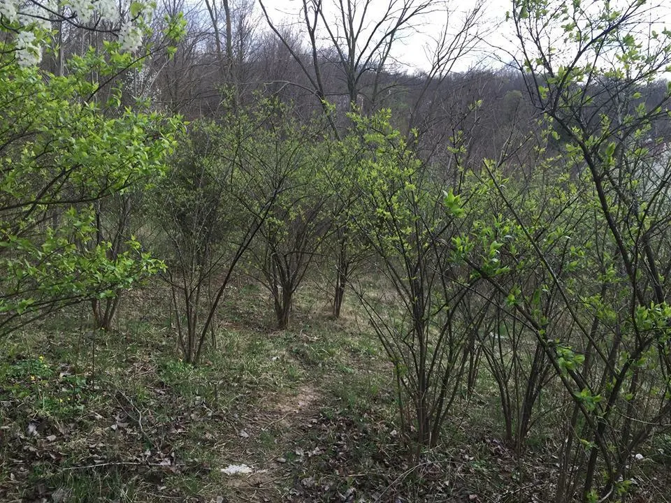 Bush honeysuckle thicket filling the understory of an Ohio woodland