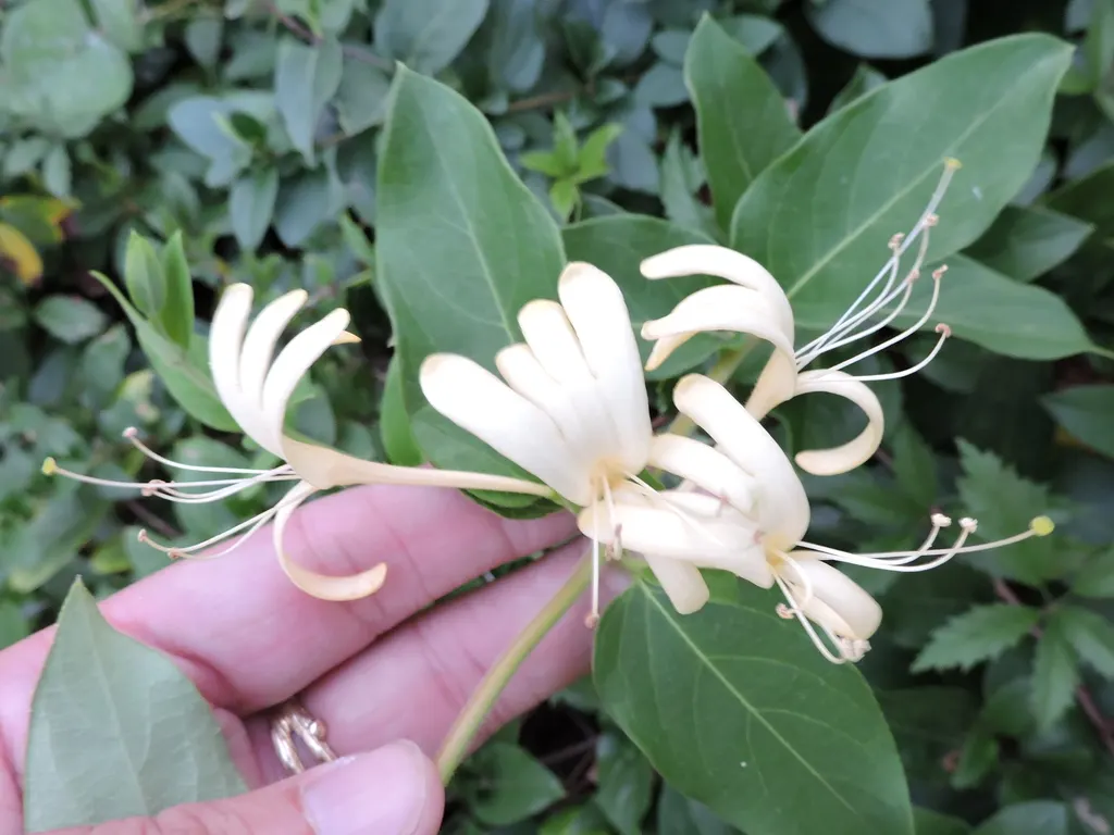 Japanese honeysuckle vine with white and yellow flowers