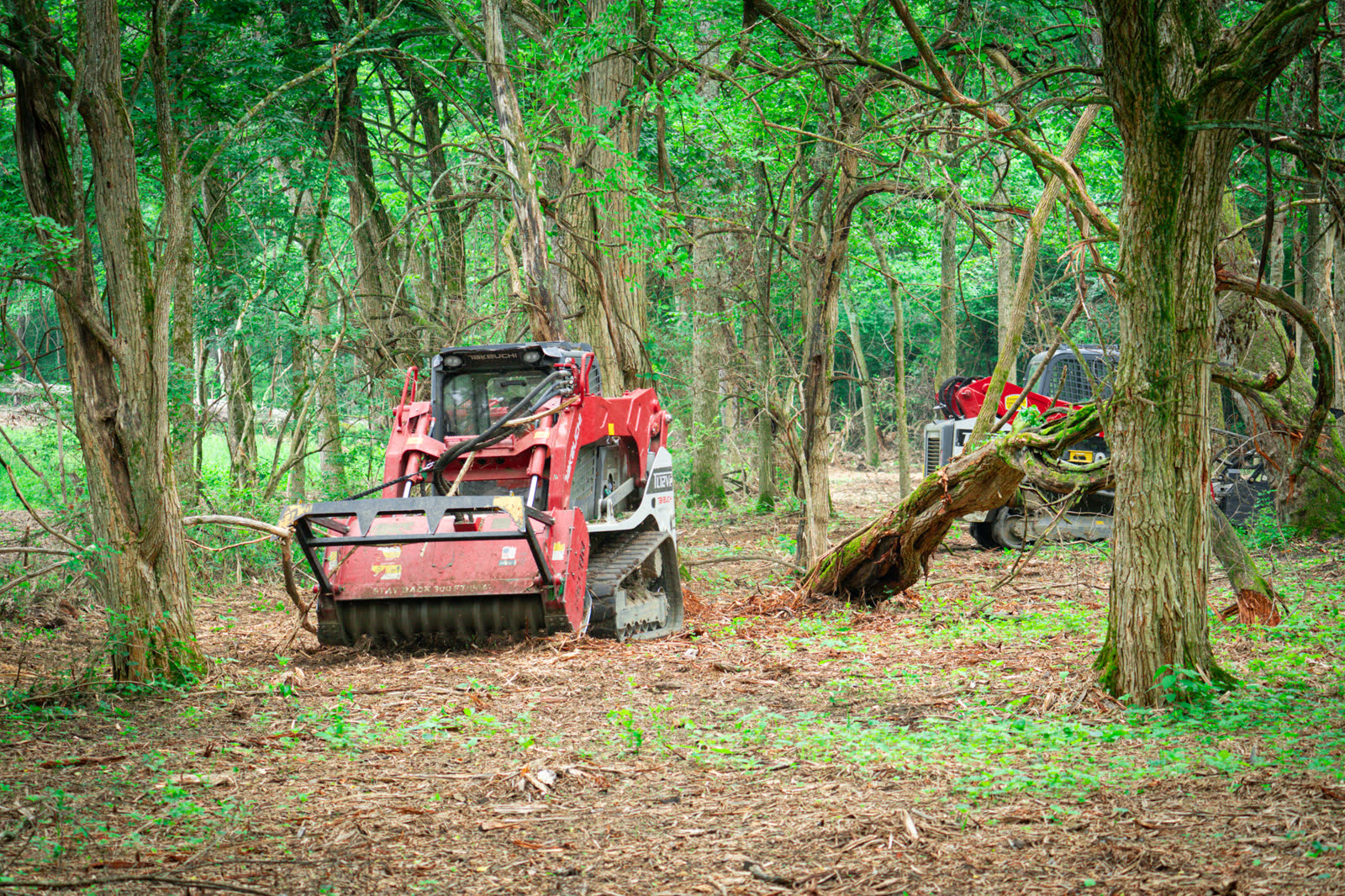 Takeuchi track loader with a Fecon mulching head cutting a path through the woods