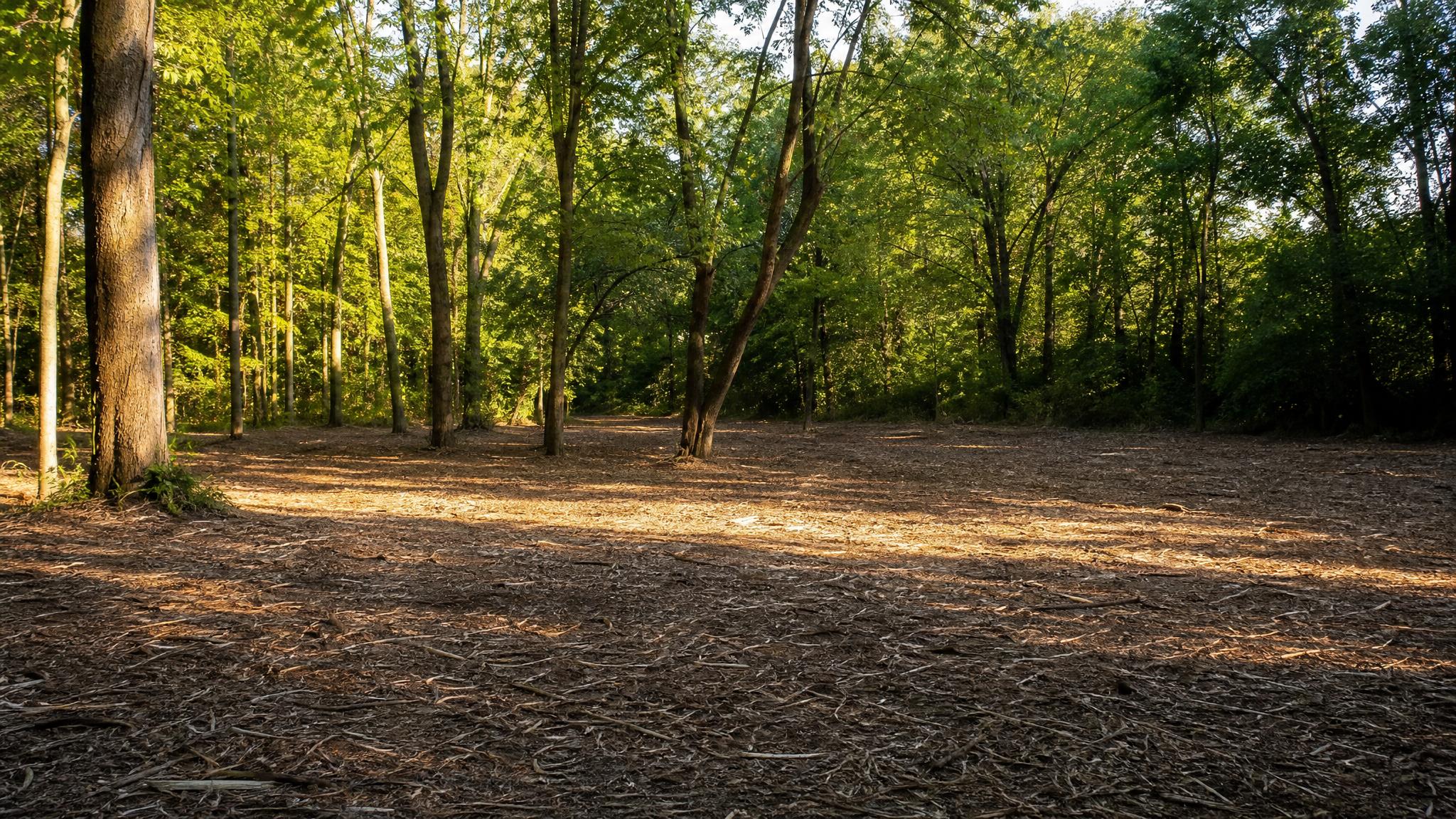 Recently cleared woodland edge ready for post-clearing vegetation treatment