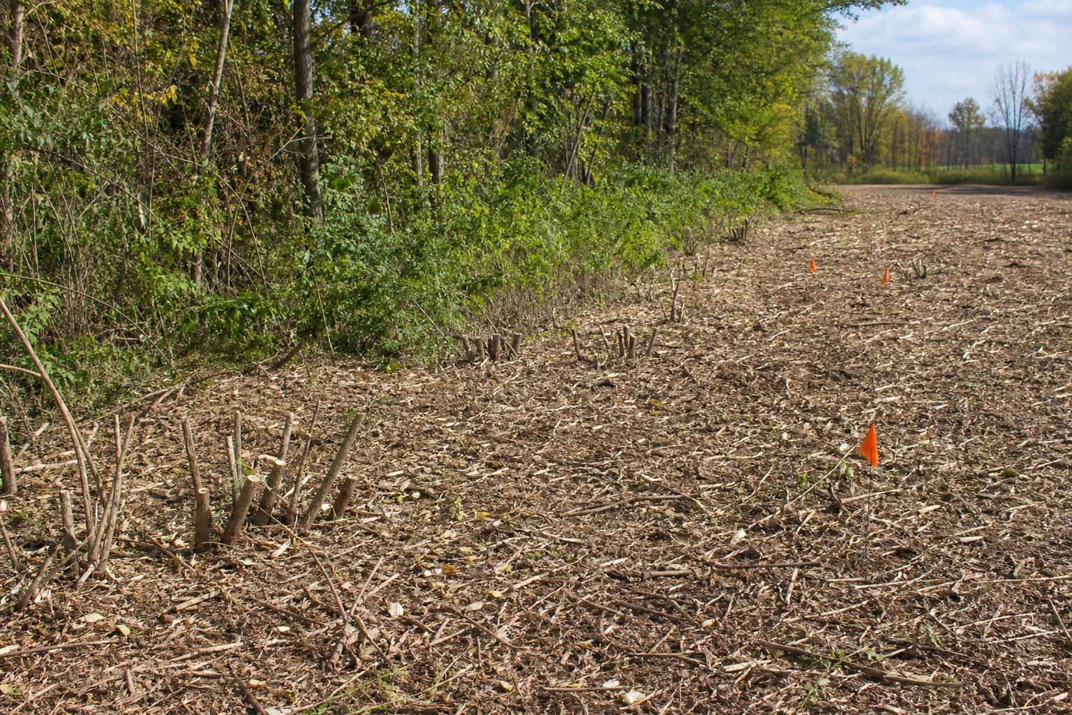 Freshly cleared field edge with marked post-clearing treatment zones