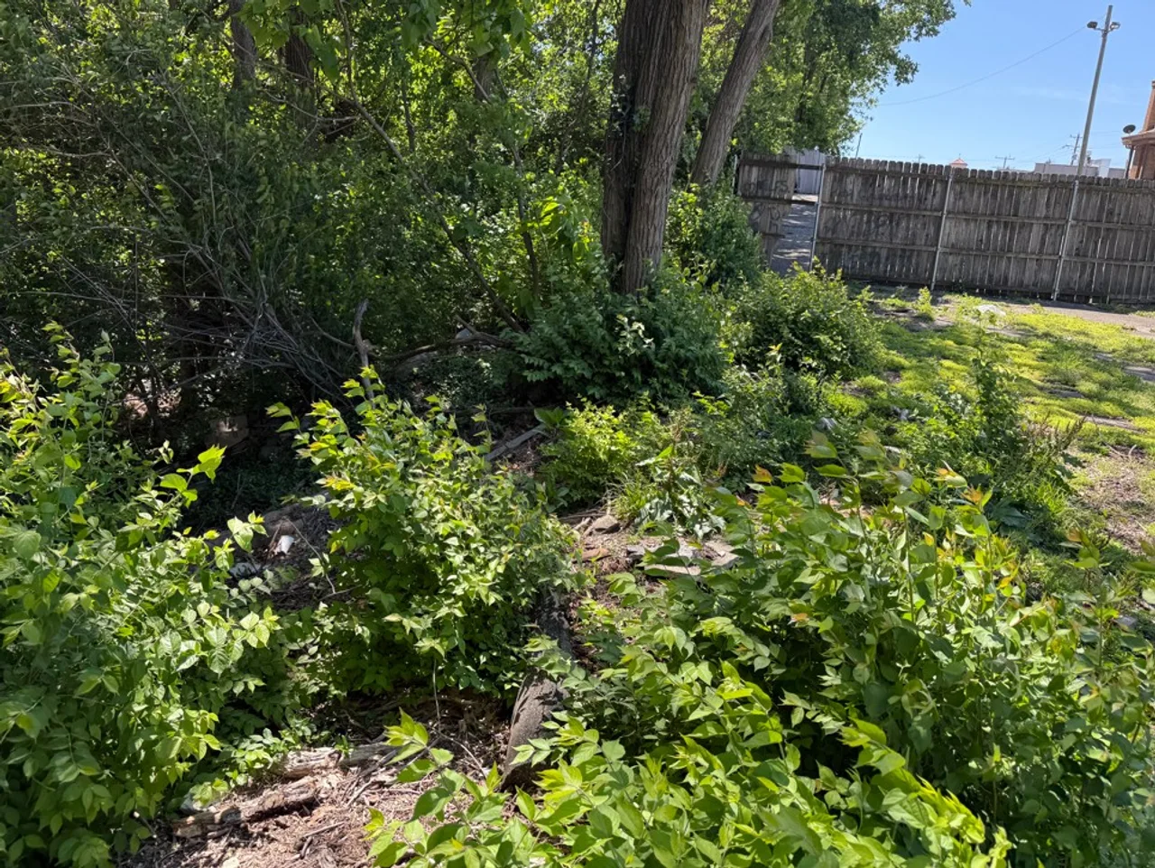 Dense leafy overgrowth beneath trees at a Cincinnati property