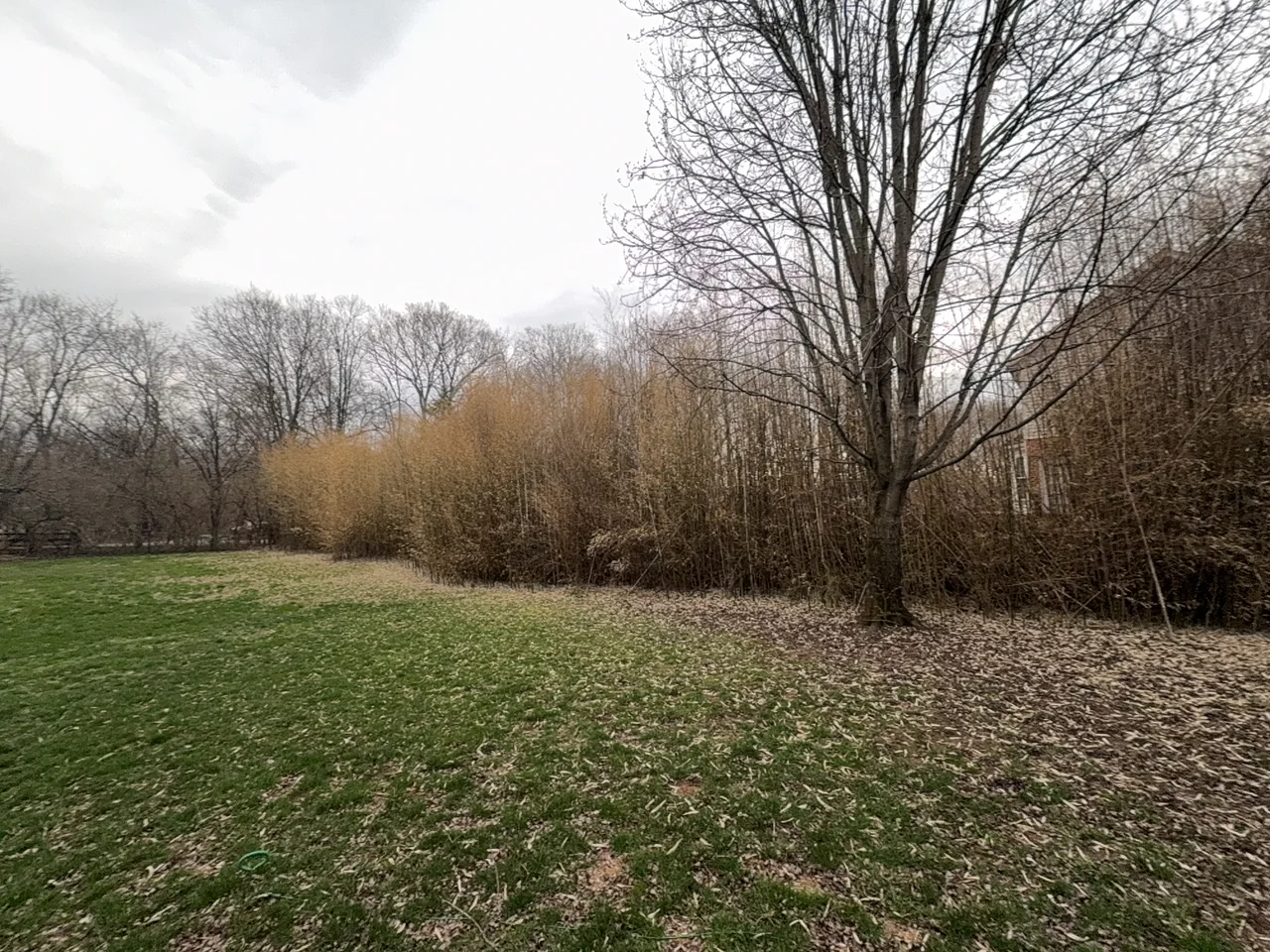 Dense bamboo beside a lawn and mature trees at the Hamilton project
