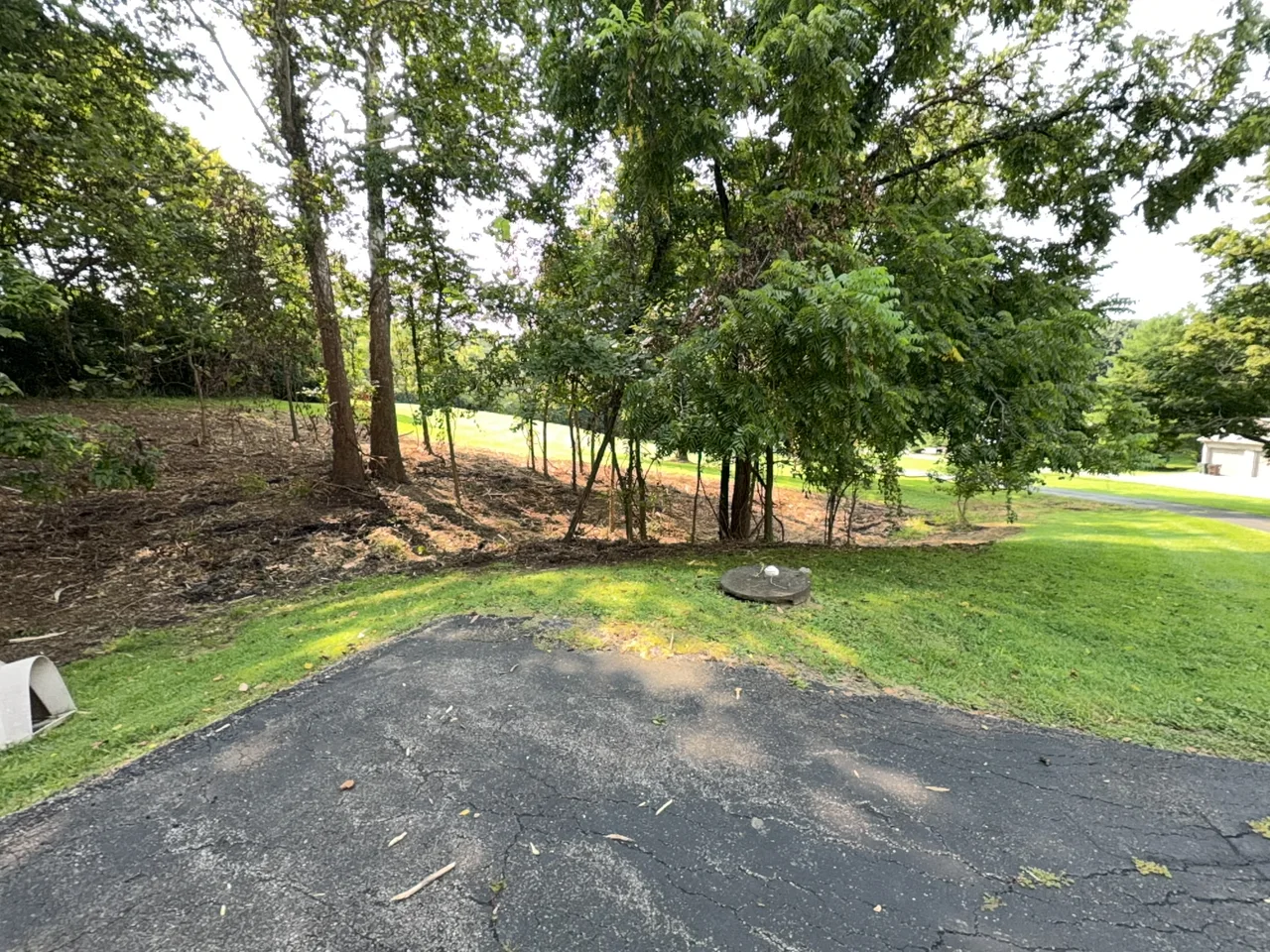 Mulched understory beneath retained trees at the Loveland hillside project