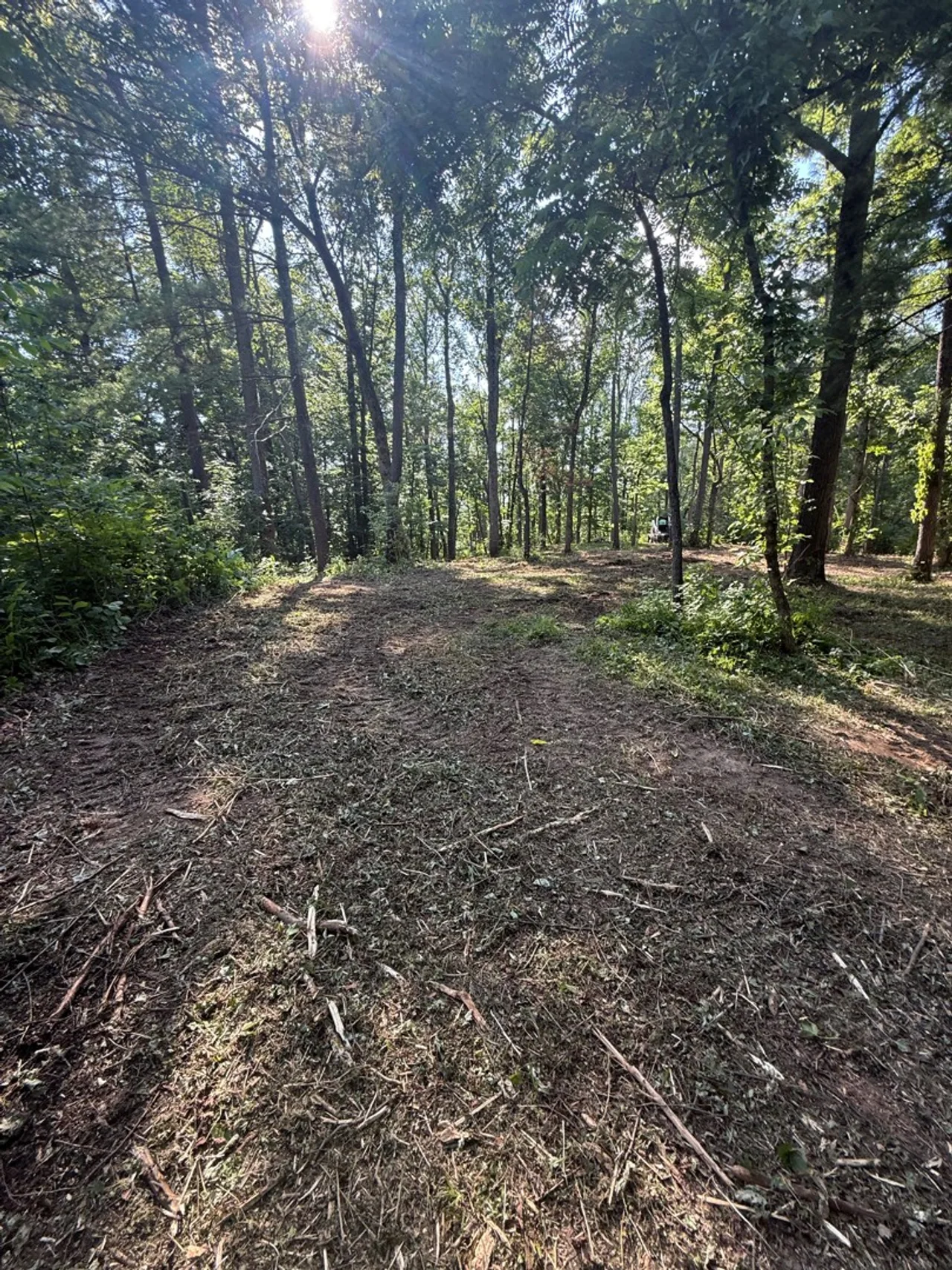 Mulched understory with standing trees at a Spring Valley property