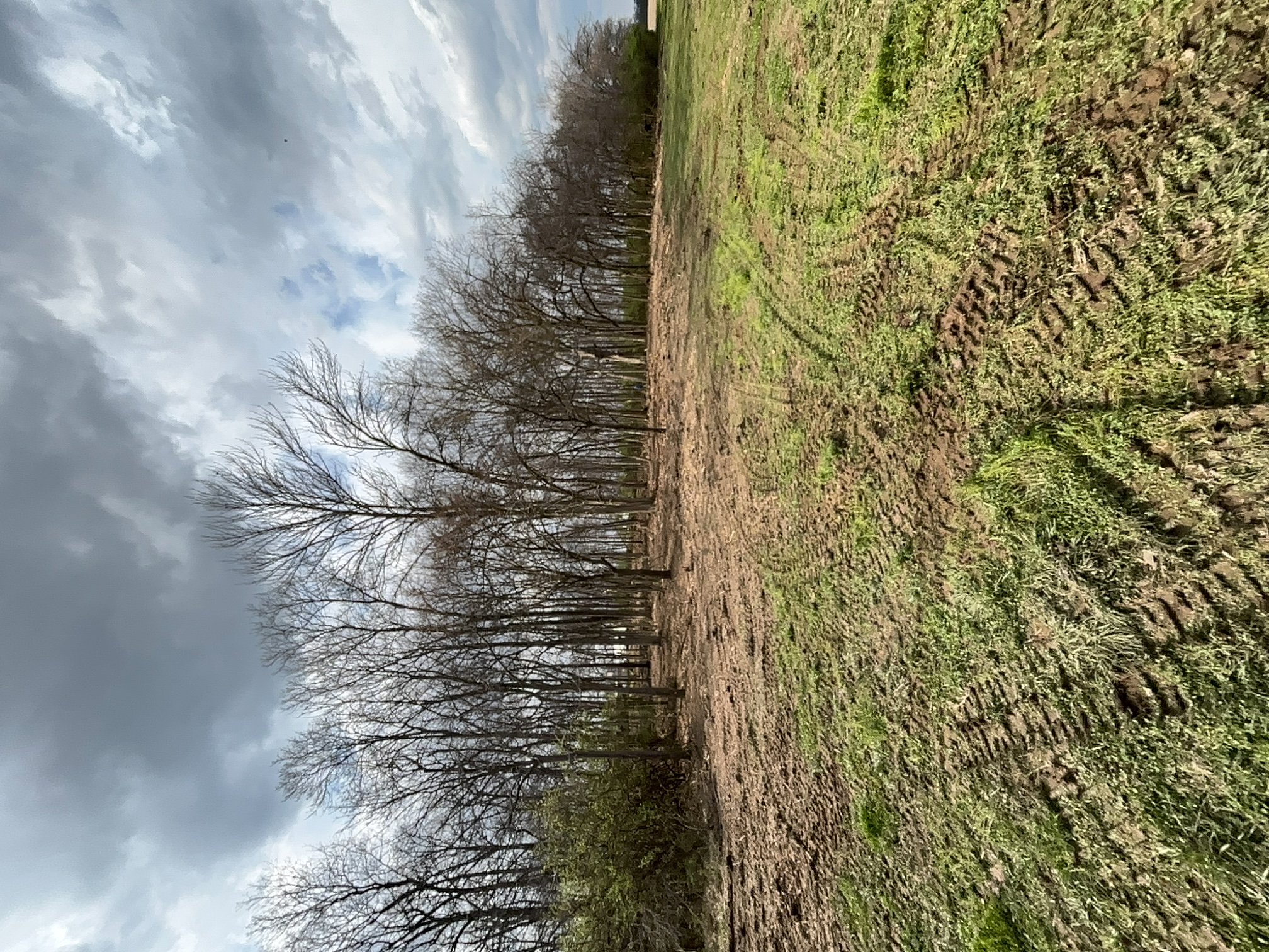 Forestry Mulching after clearing by Brushworks
