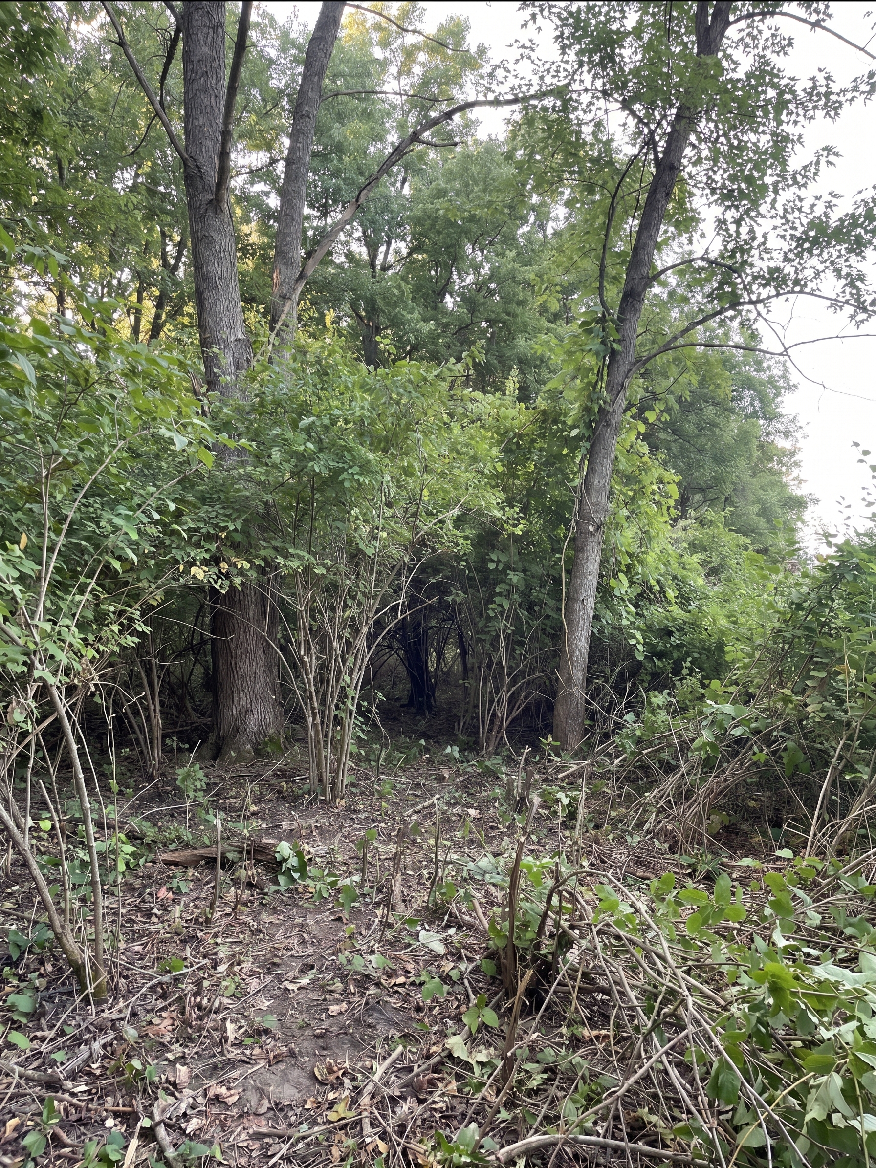 Forestry Mulching before by Brushworks