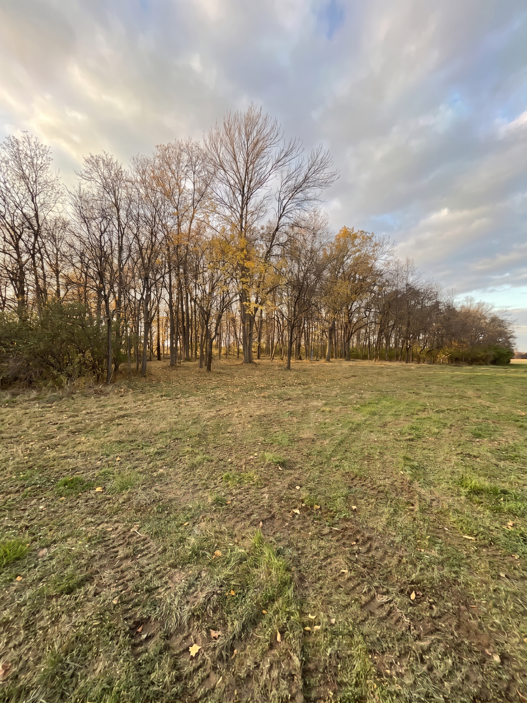 Forestry Mulching maintained by Brushworks