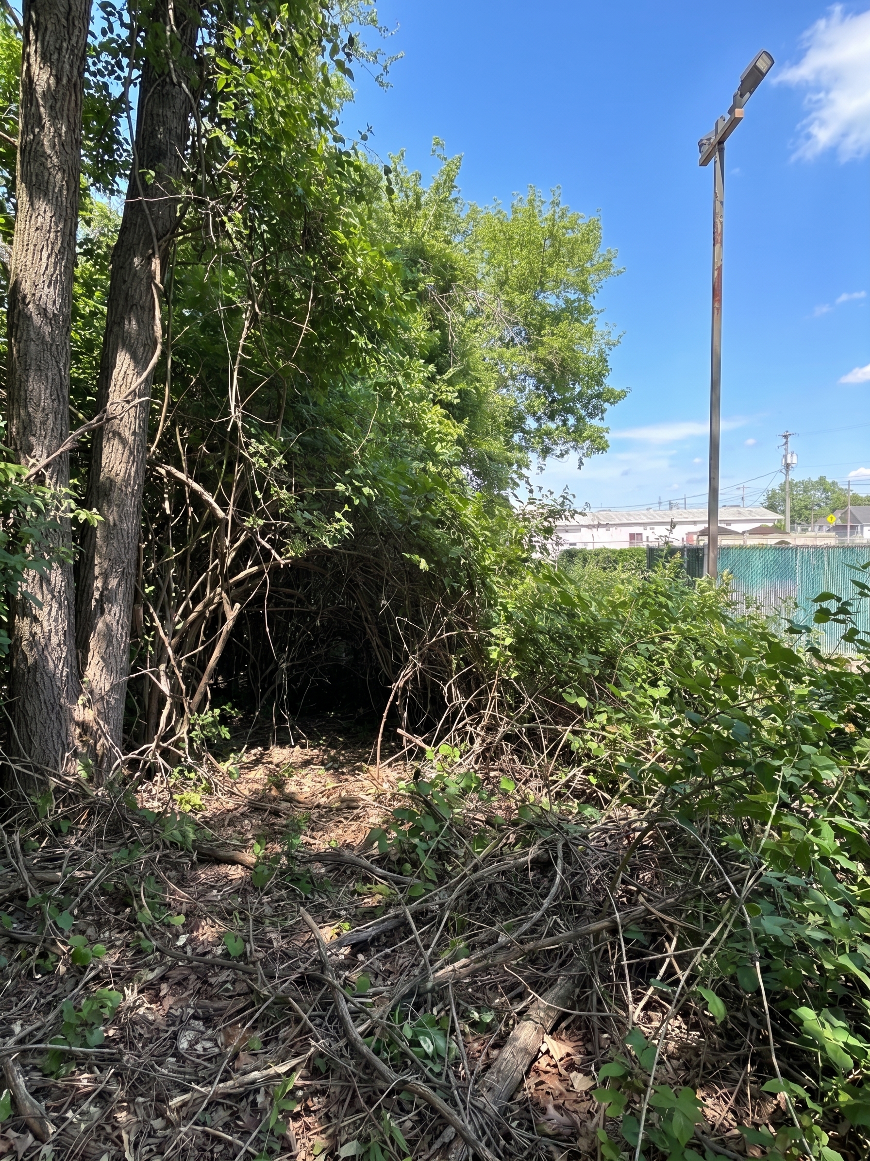 Remote Mulching Project before by Brushworks