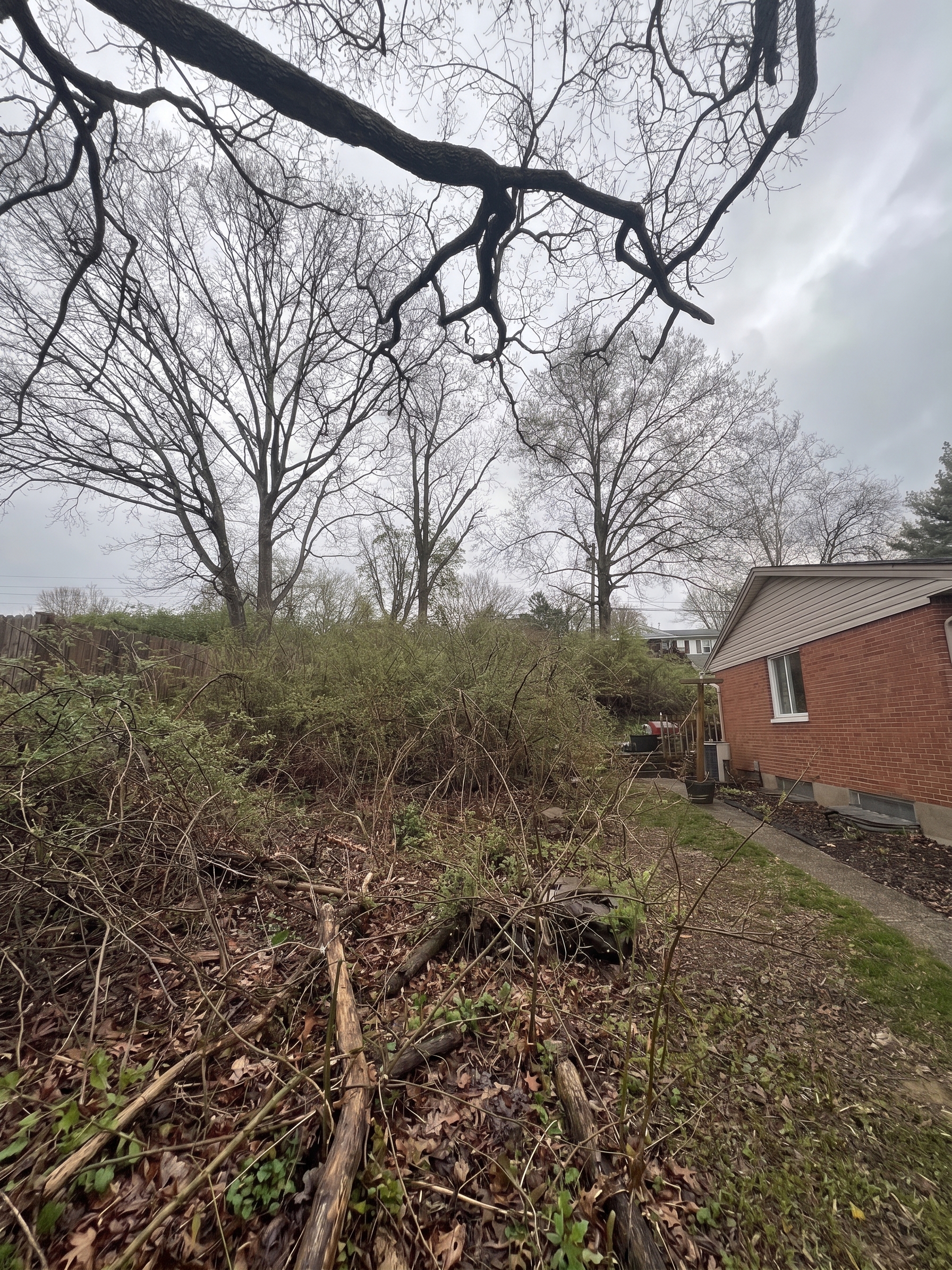 RCU Forestry Mulching before by Brushworks