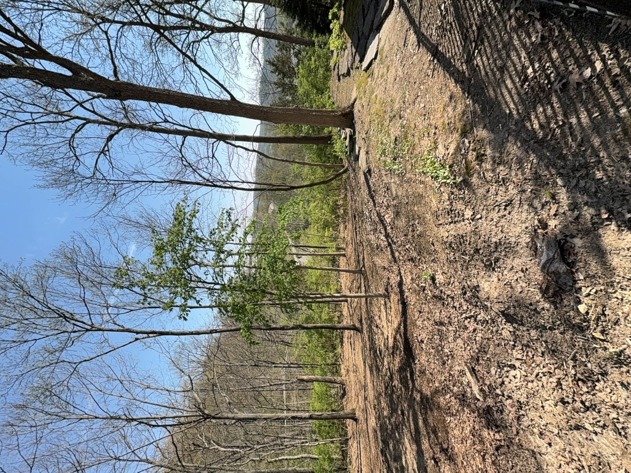 Trail & Brush Cleanup after clearing by Brushworks