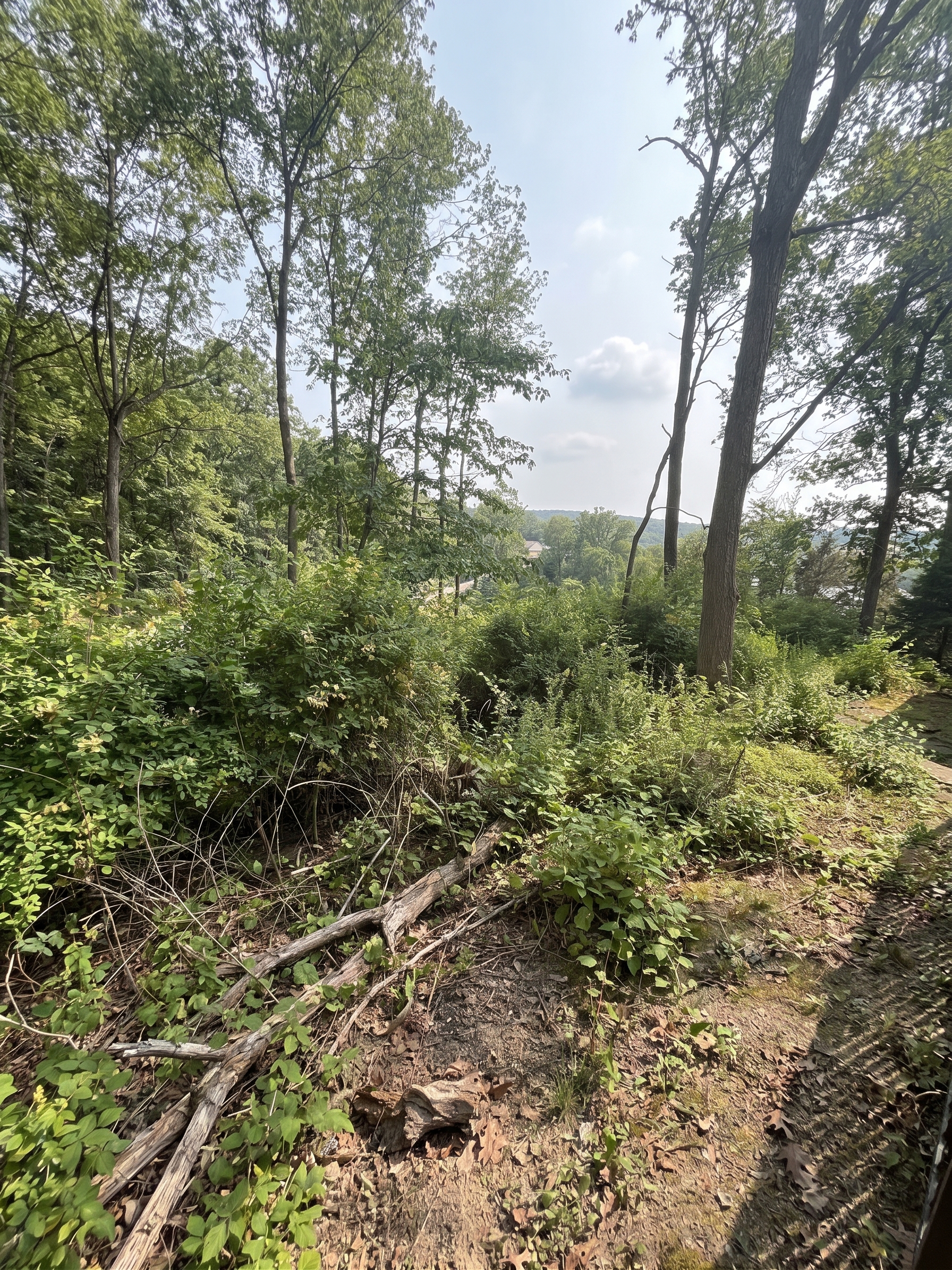 Trail & Brush Cleanup before by Brushworks