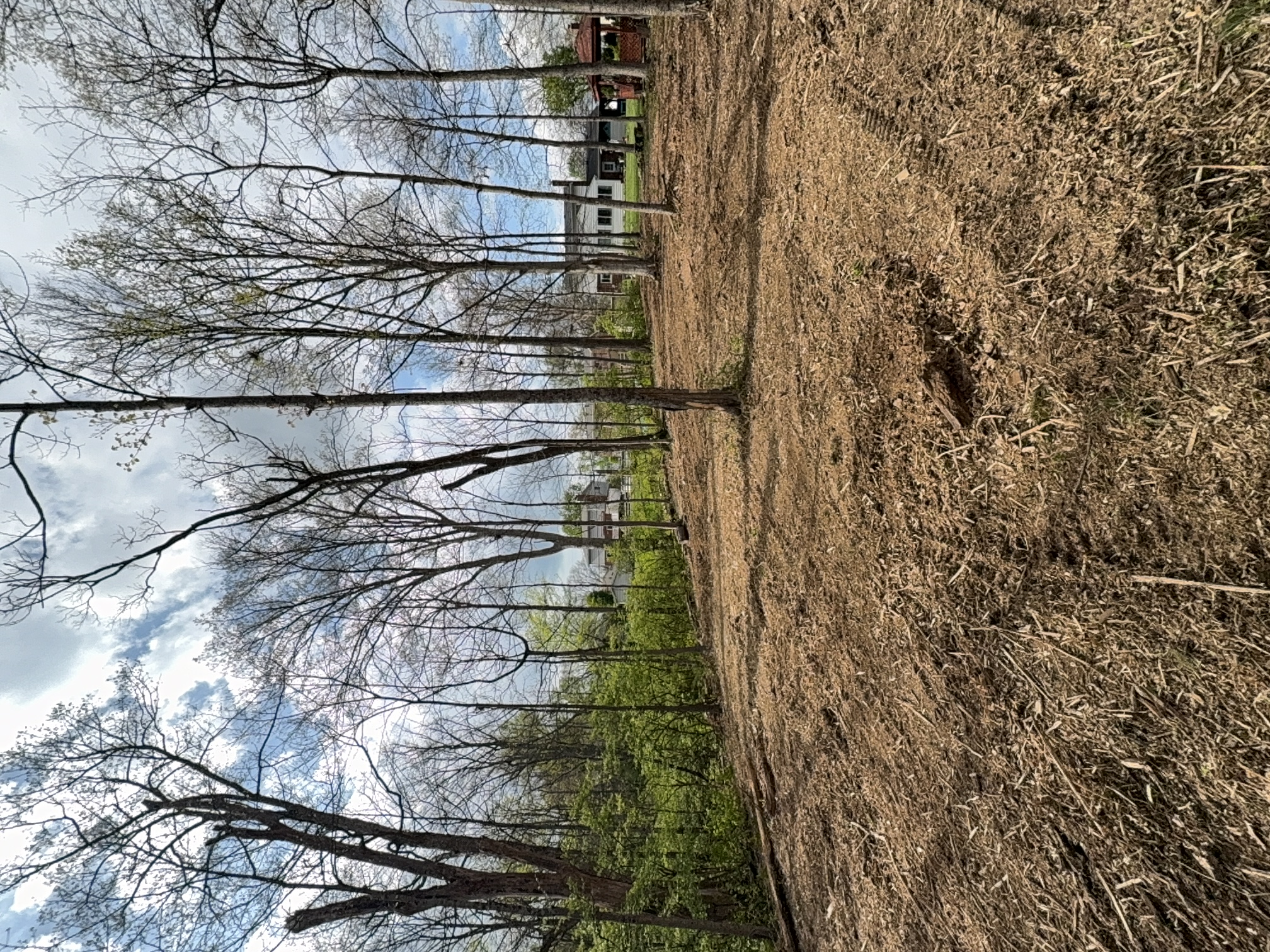 Back Yard Cleanup after clearing by Brushworks