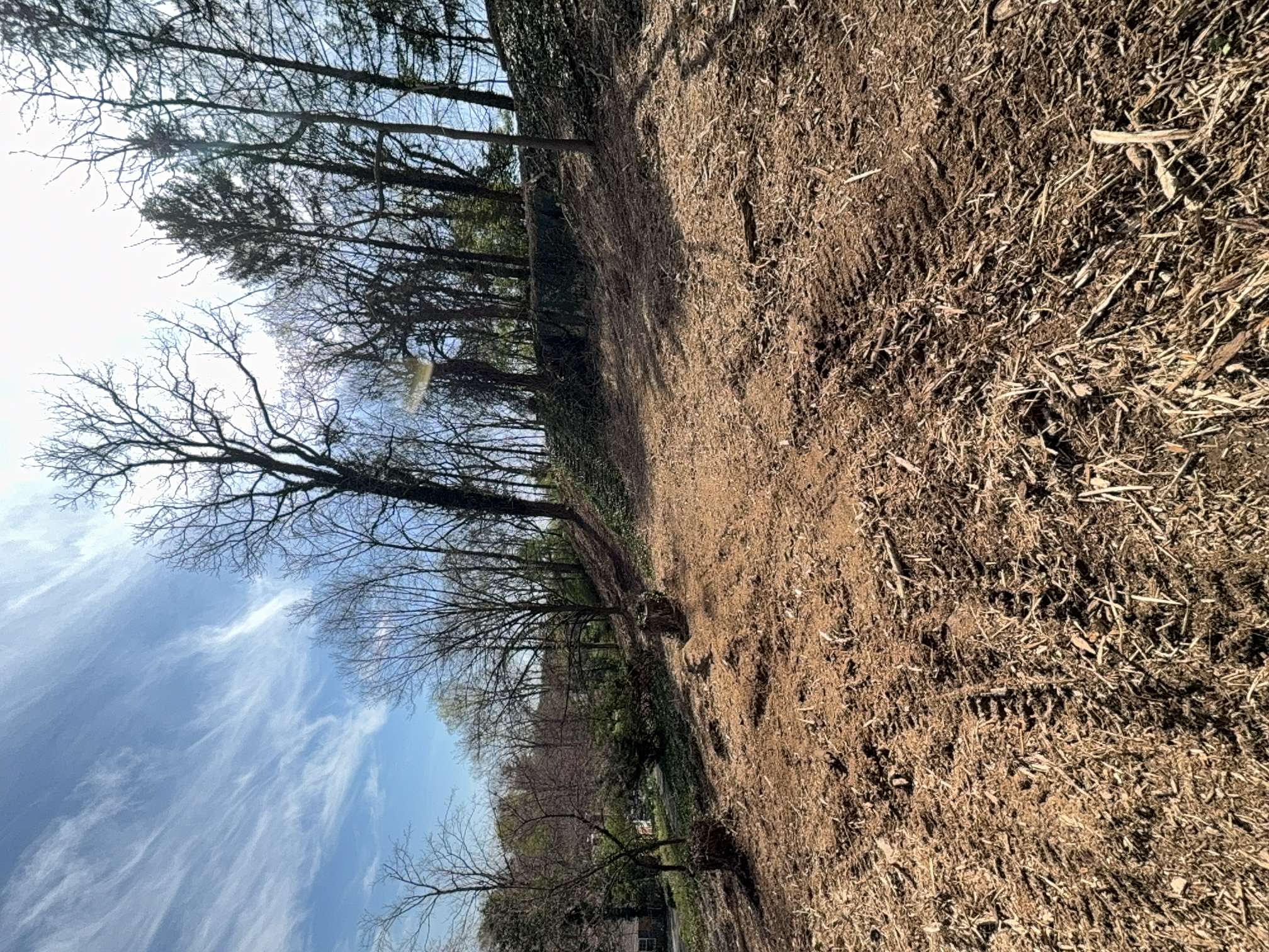 Hillside Mulching after clearing by Brushworks