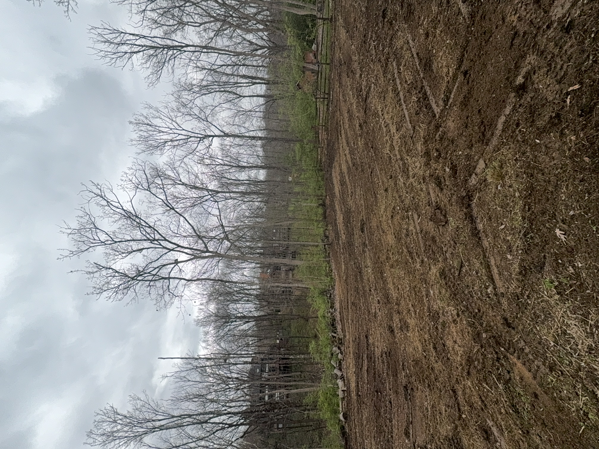 Back Yard Reclaim after clearing by Brushworks