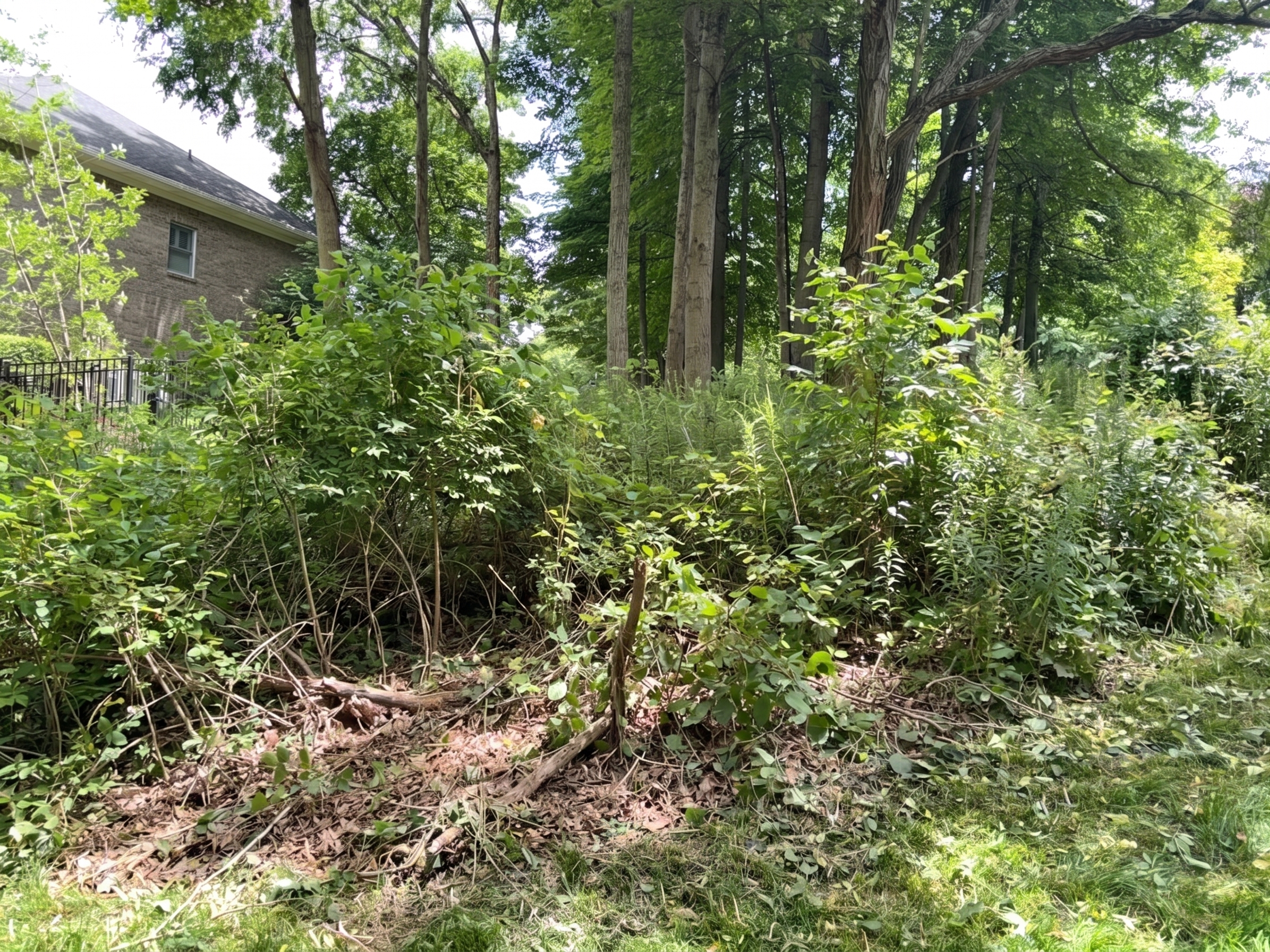 Slope Cleanup before by Brushworks