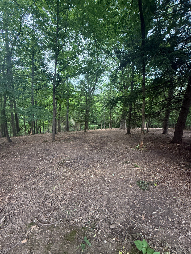 Brush & Honeysuckle Cleanup after clearing by Brushworks