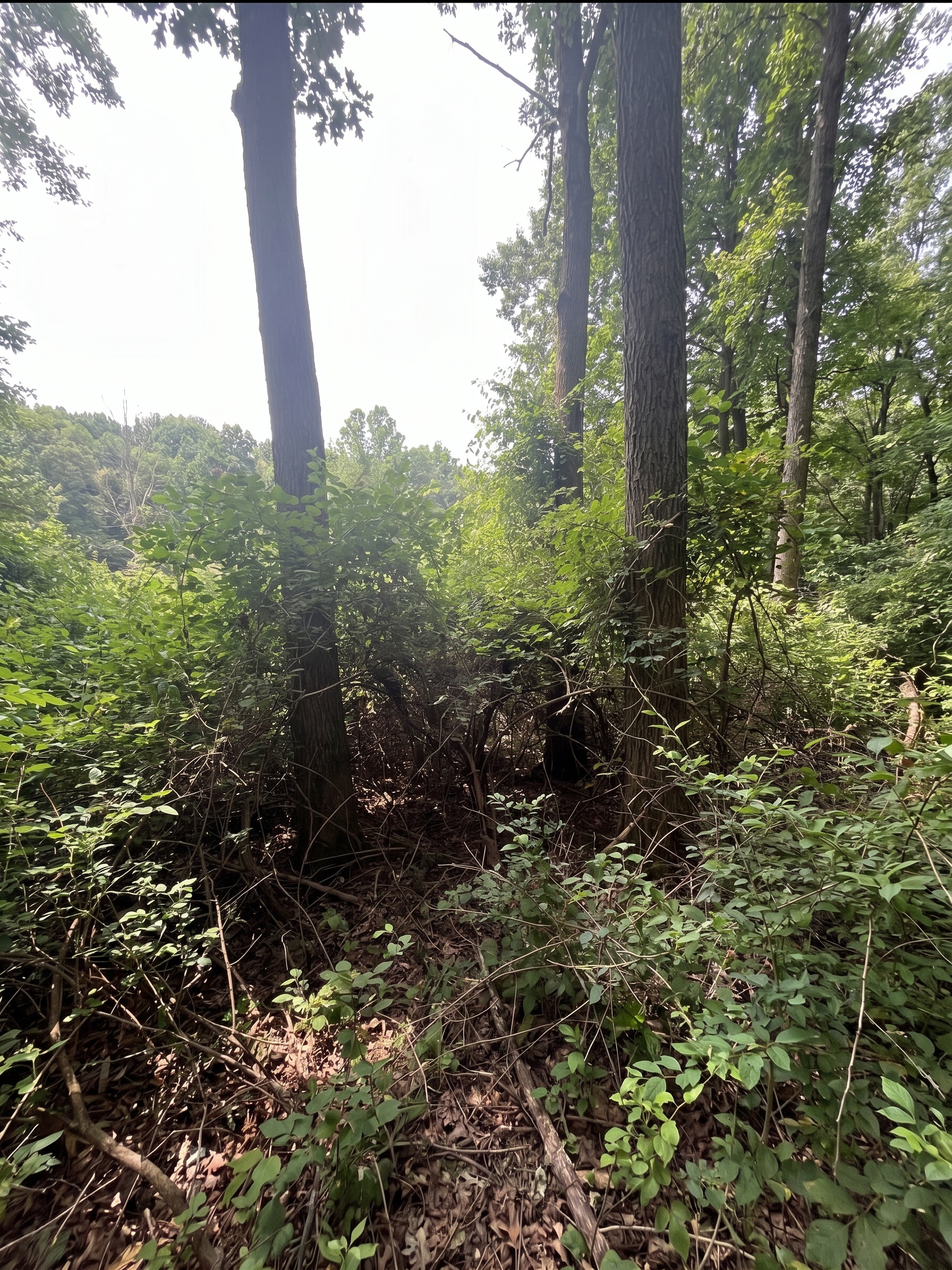 Brush & Honeysuckle Cleanup before by Brushworks