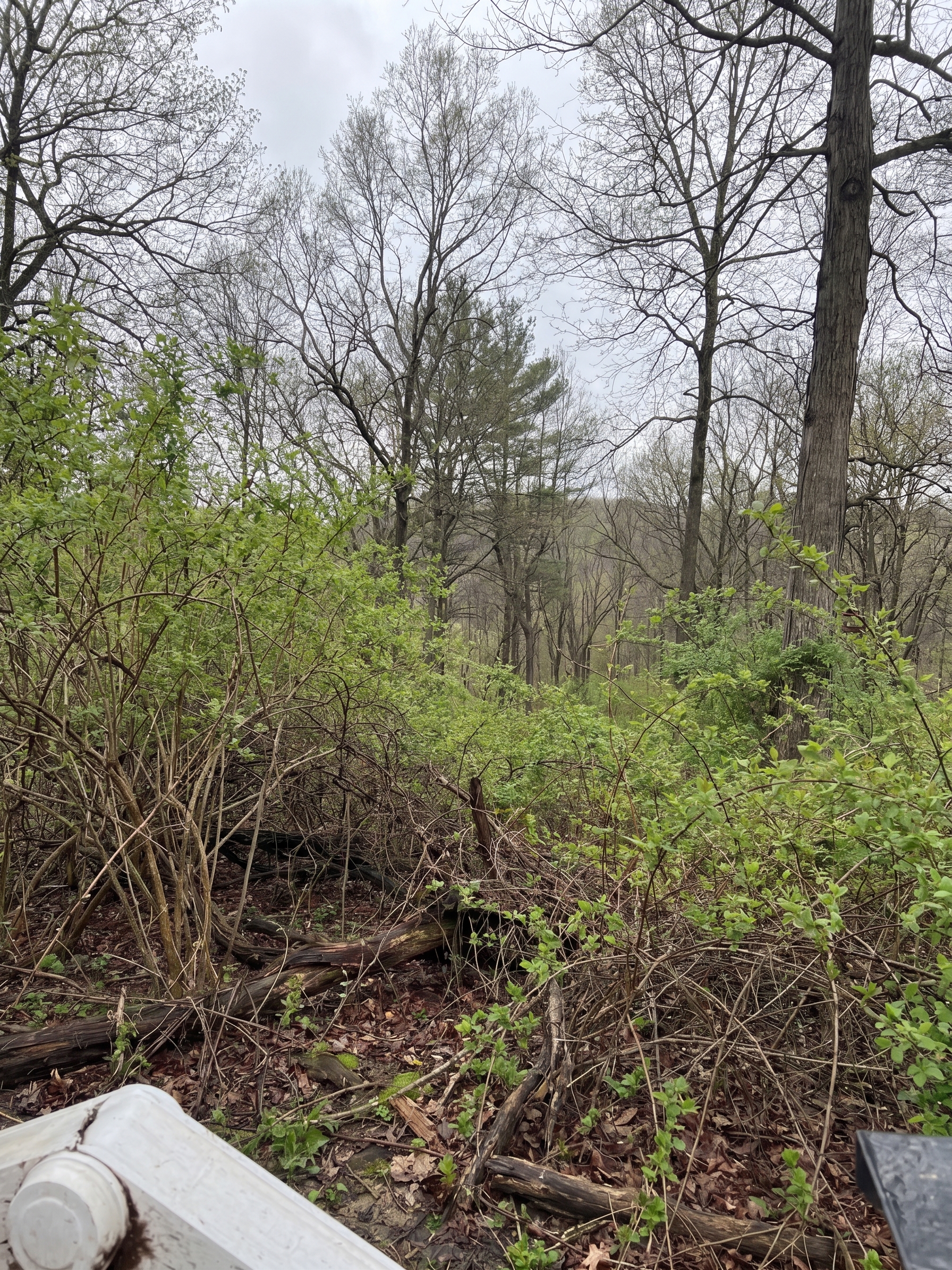 Forestry Mulching before by Brushworks