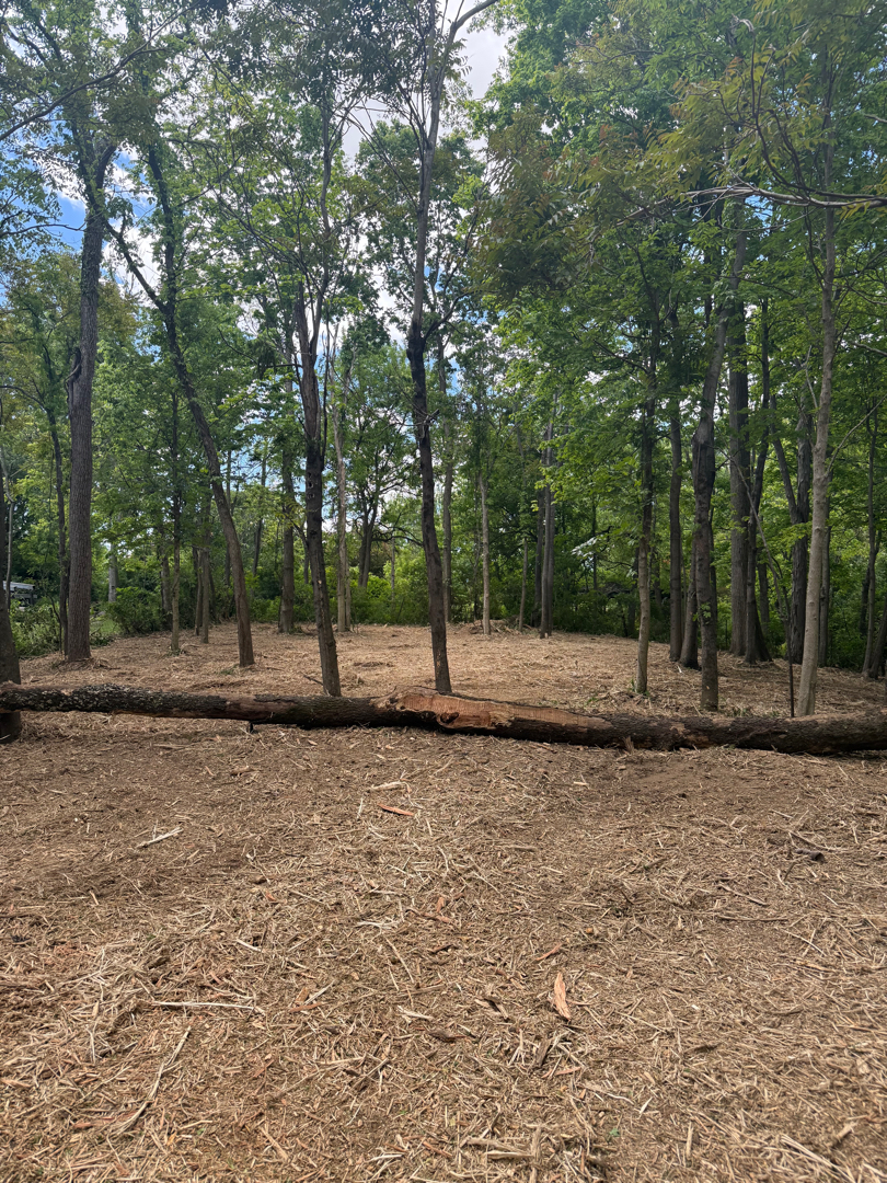 Mulched Clearing after clearing by Brushworks