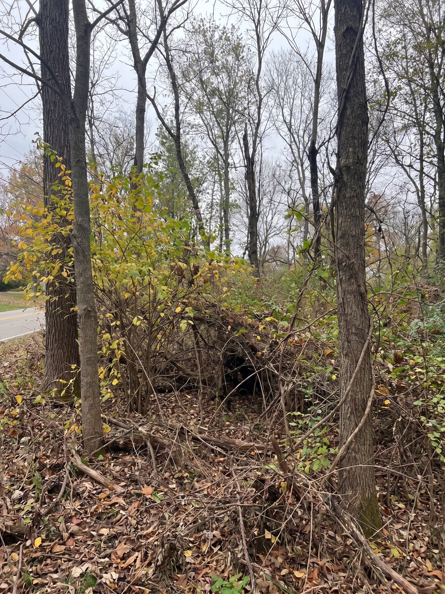 Mulched Clearing before by Brushworks
