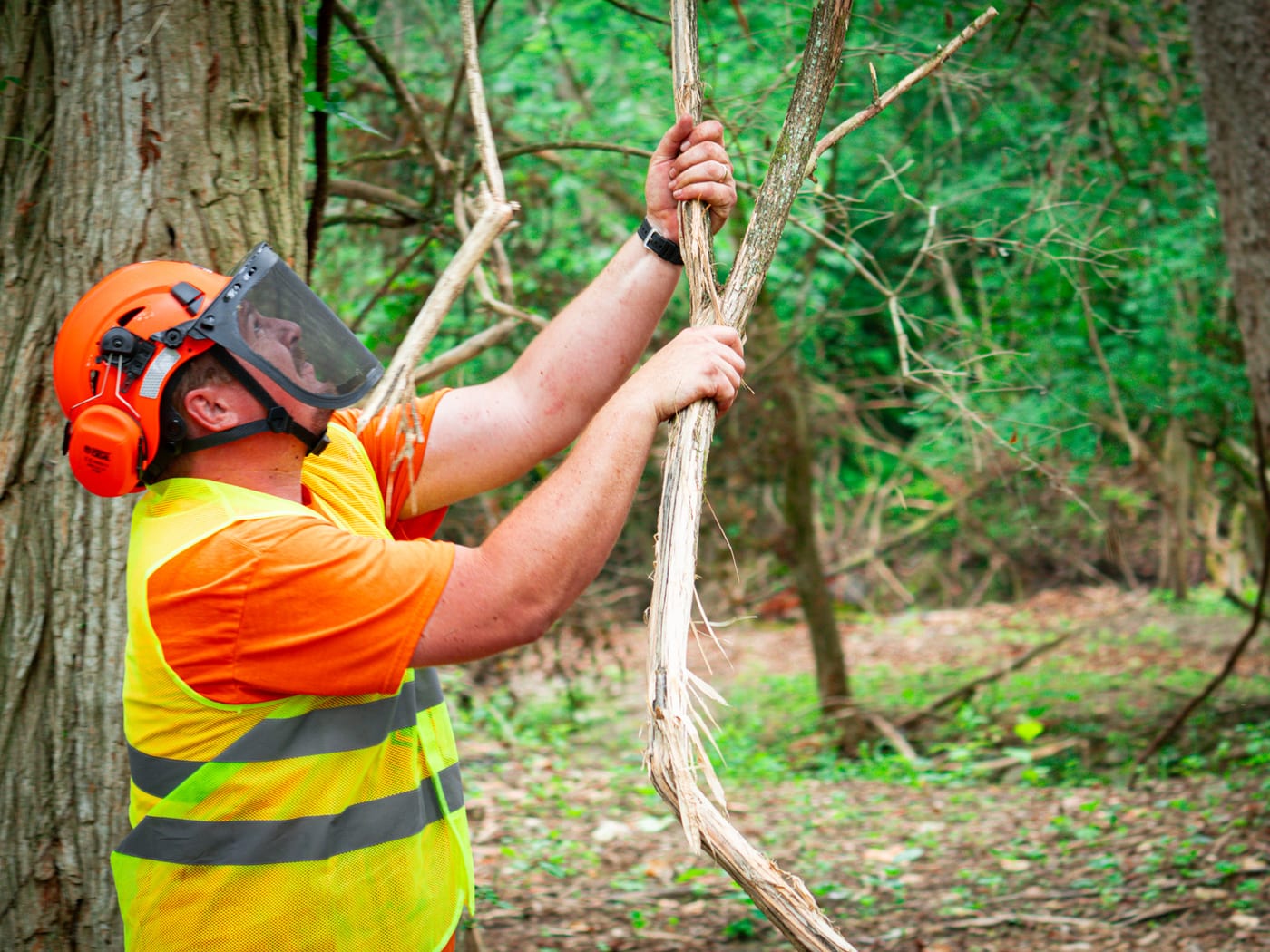 Brushworks team member pulling vines from a wooded property edge