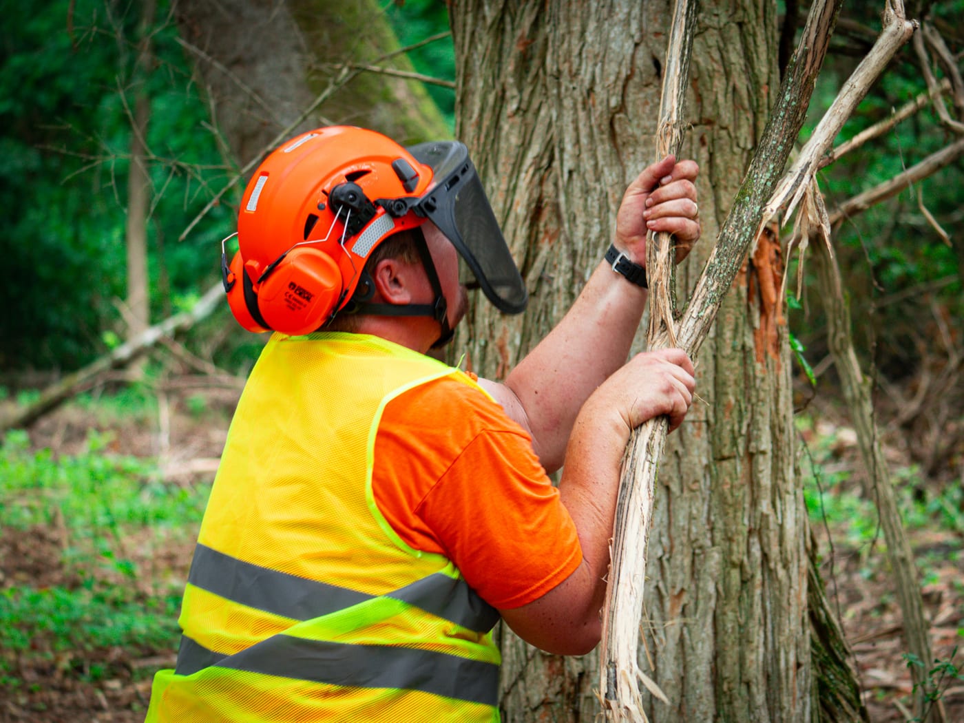 Brushworks team member hand clearing vines along a woodline