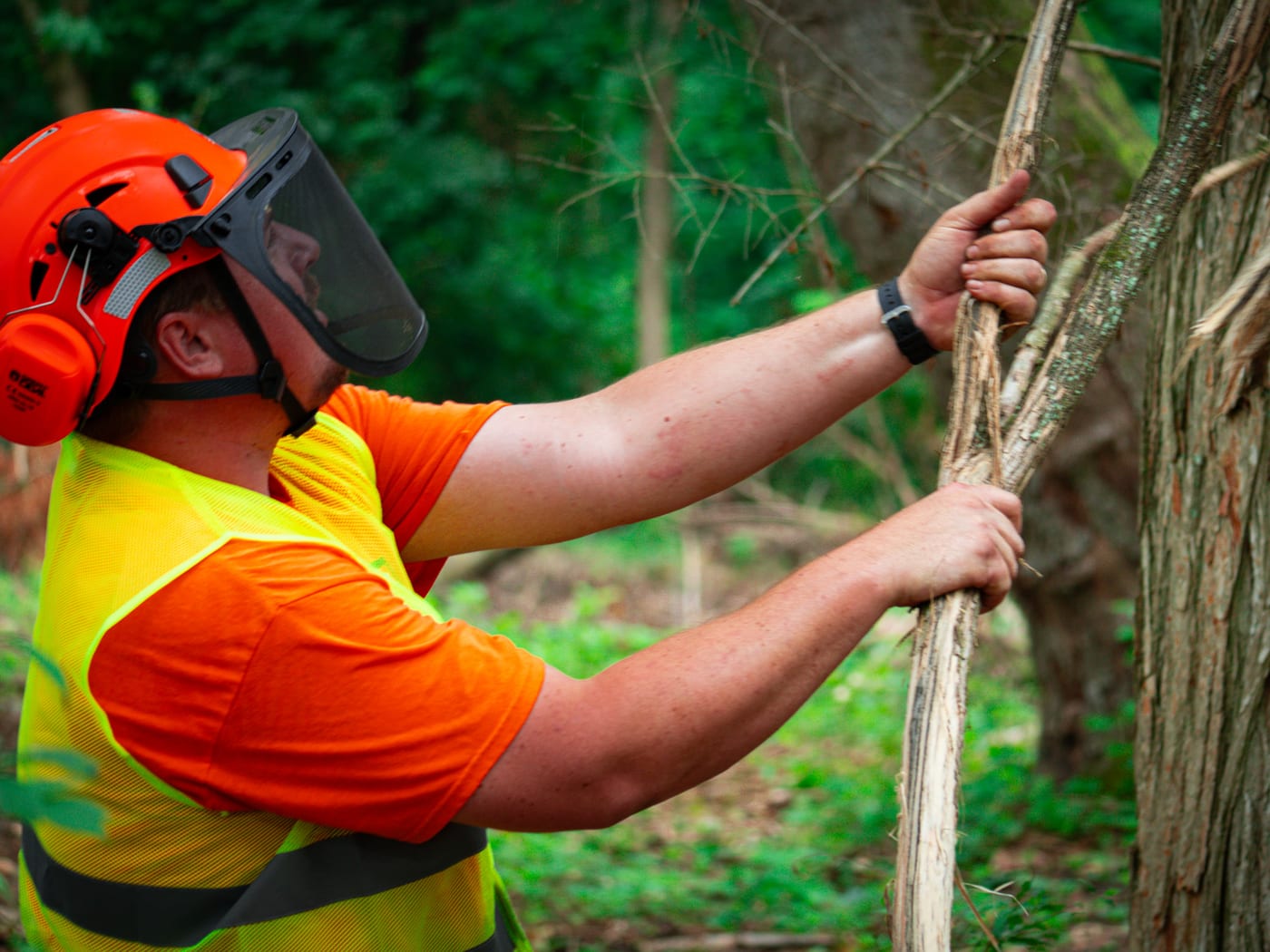 Brushworks crew member pulling vines during field clearing work